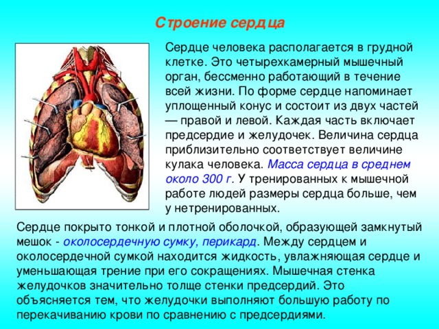 img phpcoBeoq Stroenie i rabota serdca 0 1